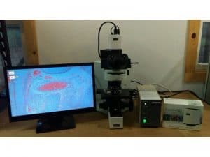 Olympus BX 60 Fluorescence Microscope